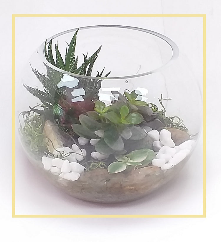 Plants & Succulents