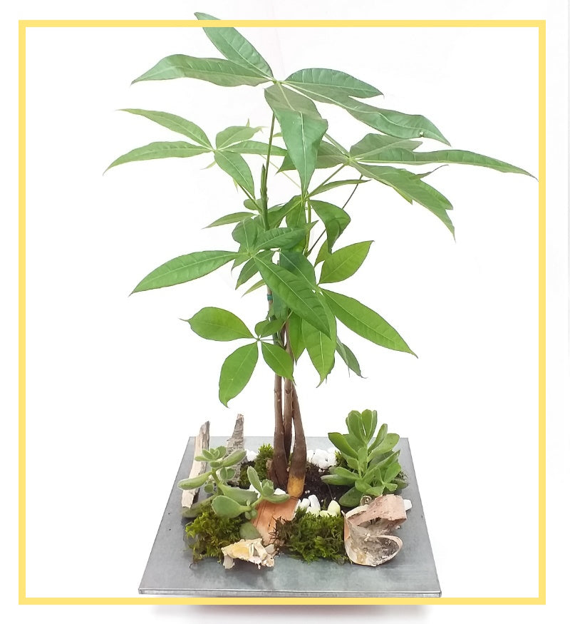Lucky Money Tree Garden