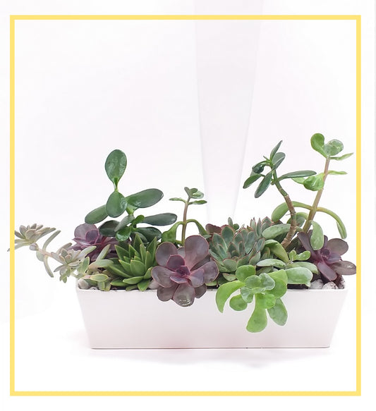 Succulent Planter Bossa Nova