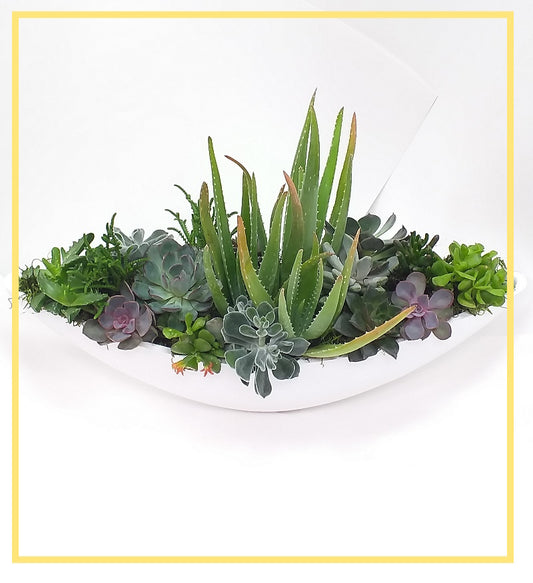 Succulent Planter Dali