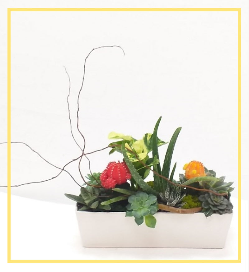 Succulent Planter Wonderful Forest