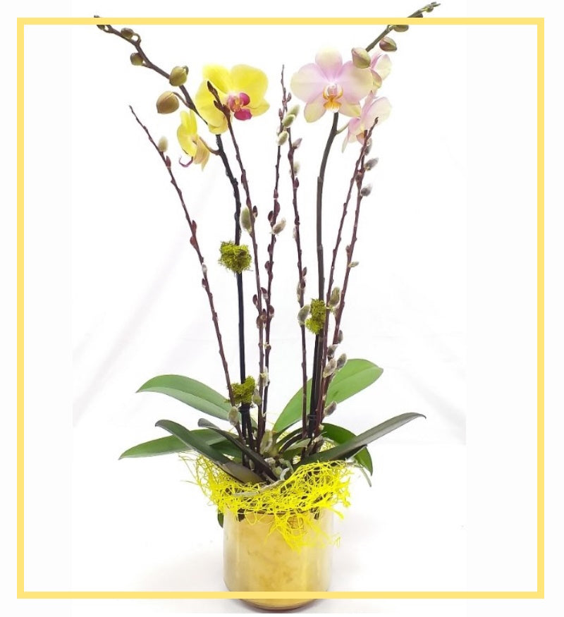 Sunshine Orchid Series