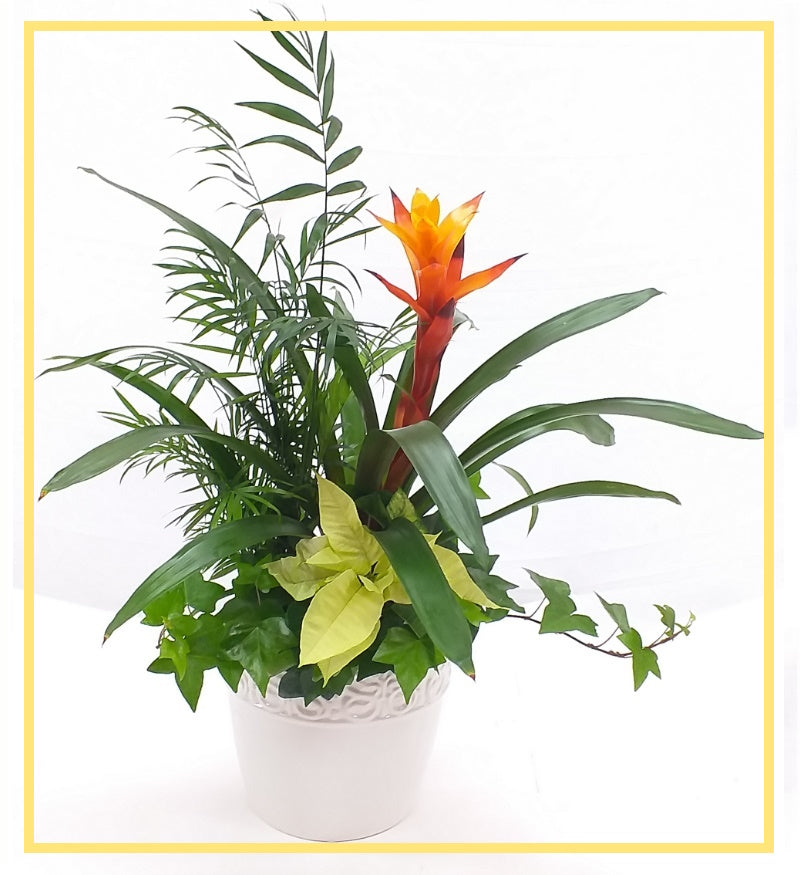 Tropical Wonder Planter