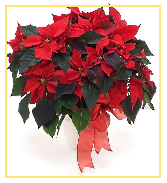 Festive Poinsettia