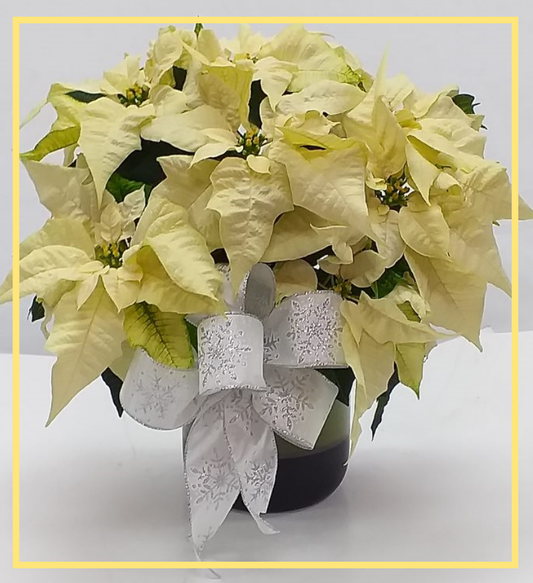 Golden Poinsettia