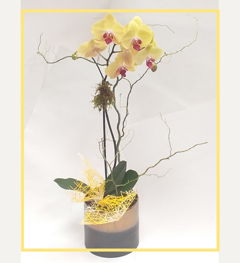 Golden Smile Orchid