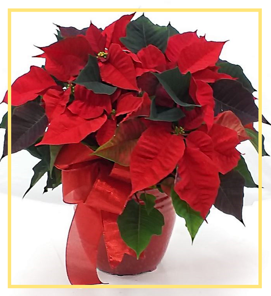 Holiday Joy Poinsettia