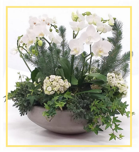 Noble Orchid Collection