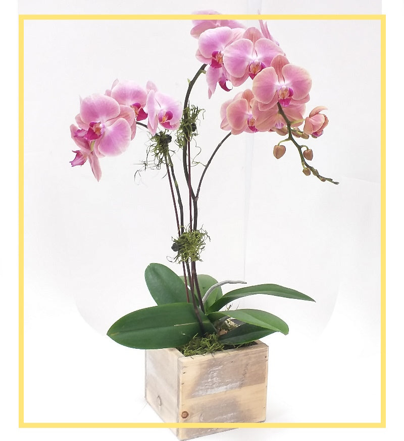 Orchid Garden Series