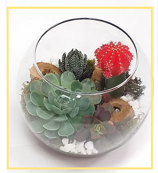 Sabino Garden Terrarium