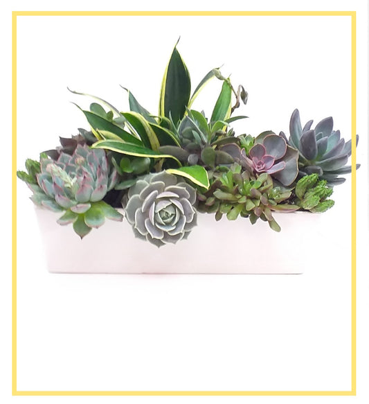 Succulent Planter Miro